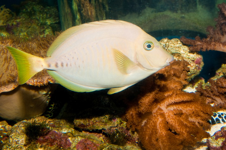 Razor Surgeonfish (Prionurus laticlavius)  in Aquarium